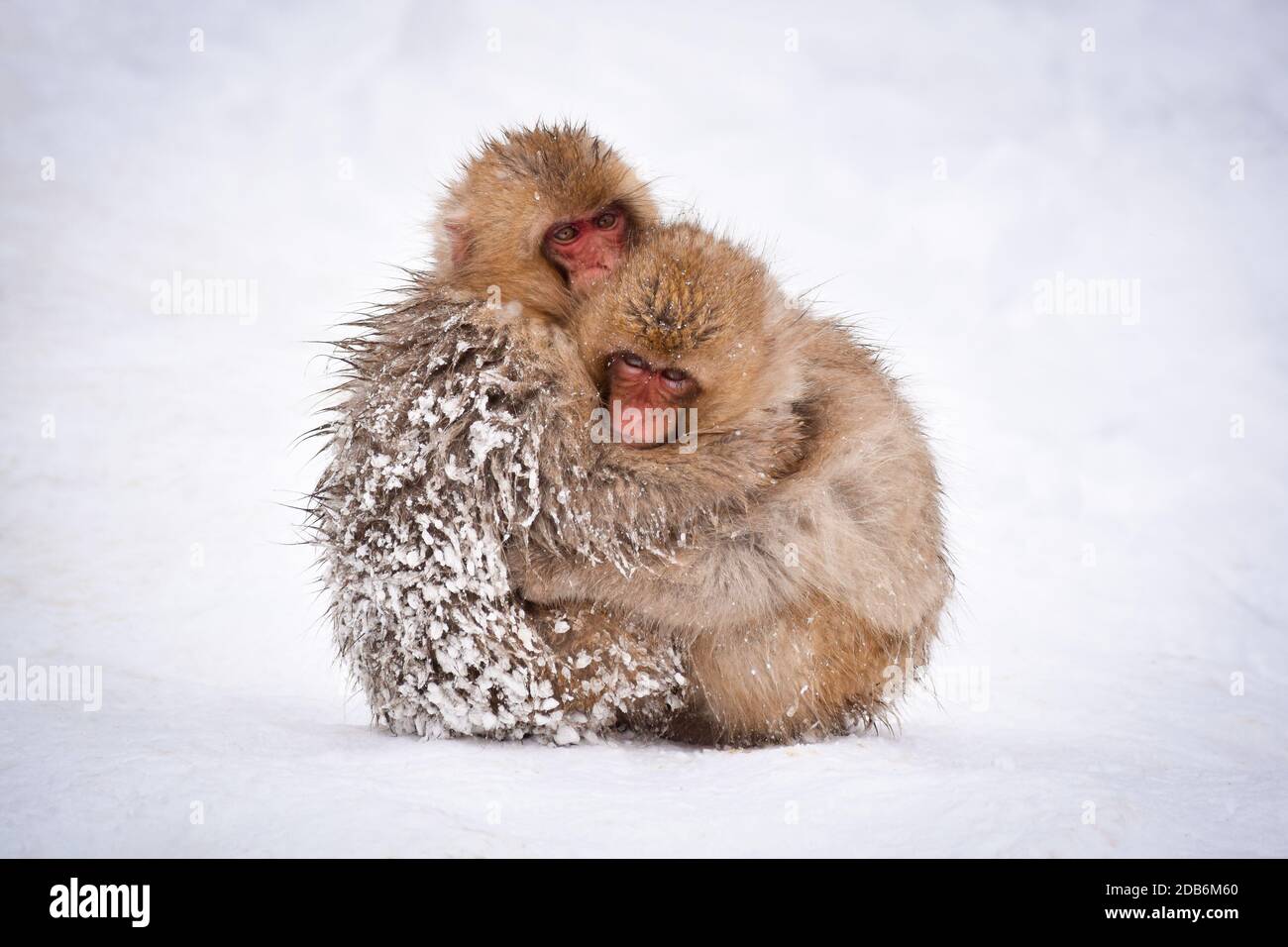 deux petits singes à neige bruns s'embrassant et se rangeant les uns les autres de la neige froide avec de la glace dans leur fourrure en hiver. Animaux sauvages montrant l'amour Banque D'Images
