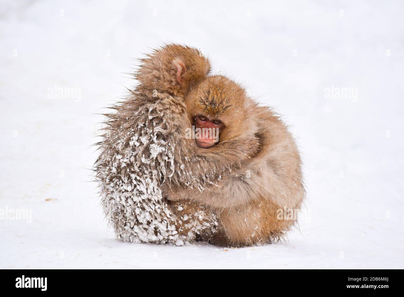 deux petits singes à neige bruns s'embrassant et se rangeant les uns les autres de la neige froide avec de la glace dans leur fourrure en hiver. Animaux sauvages montrant l'amour Banque D'Images