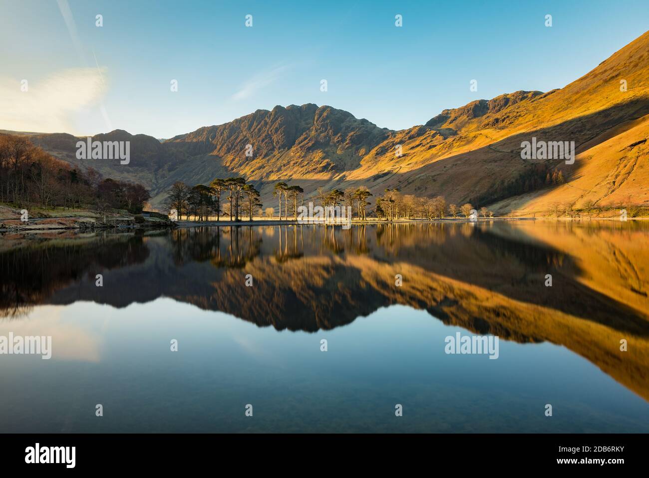 Rangée de pins reflétée dans un quartier calme de Buttermere, Lake District, Royaume-Uni. Banque D'Images