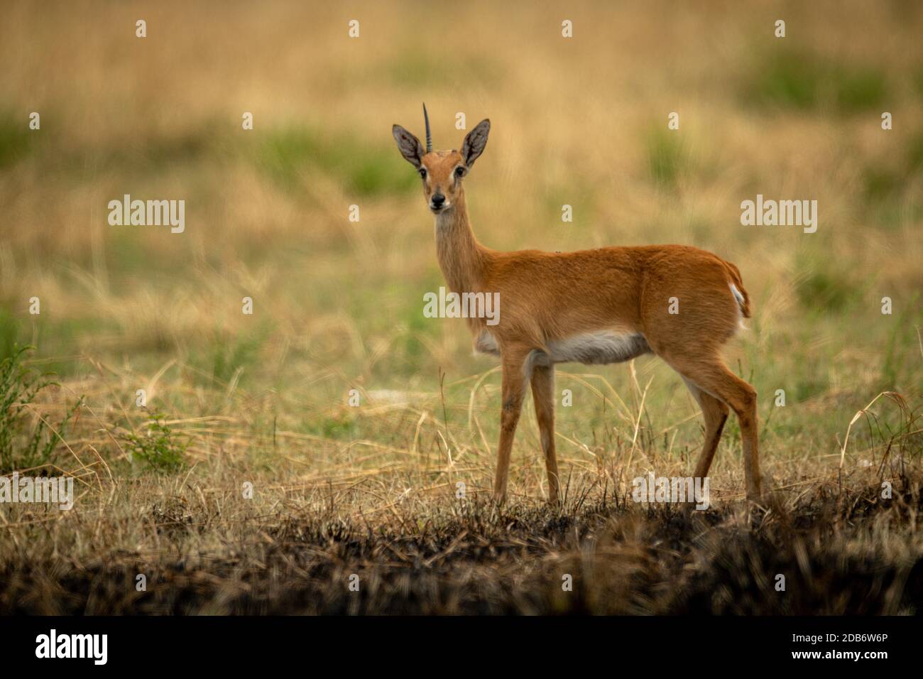 Oribi avec chandelles manquantes dans l'herbe Banque D'Images