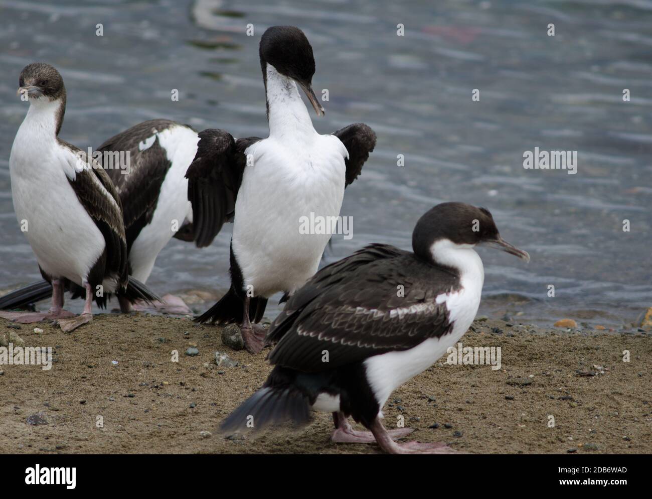 L'Impériale s'en tire à Leucocarbo atyceps sur la côte de Punta Arenas. Province de Magallanes. Magallanes et région antarctique chilienne. Chili. Banque D'Images