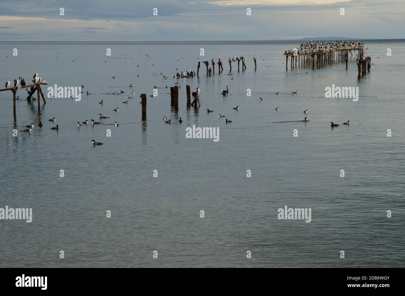 L'Impériale s'en tire à Leucocarbo atyceps sur la côte de Punta Arenas. Province de Magallanes. Magallanes et région antarctique chilienne. Chili. Banque D'Images