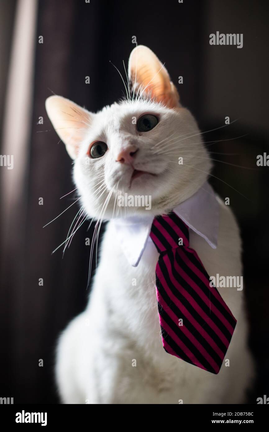 Portrait d'un chat portant une cravate de cou, avec peu de profondeur de  champ Photo Stock - Alamy