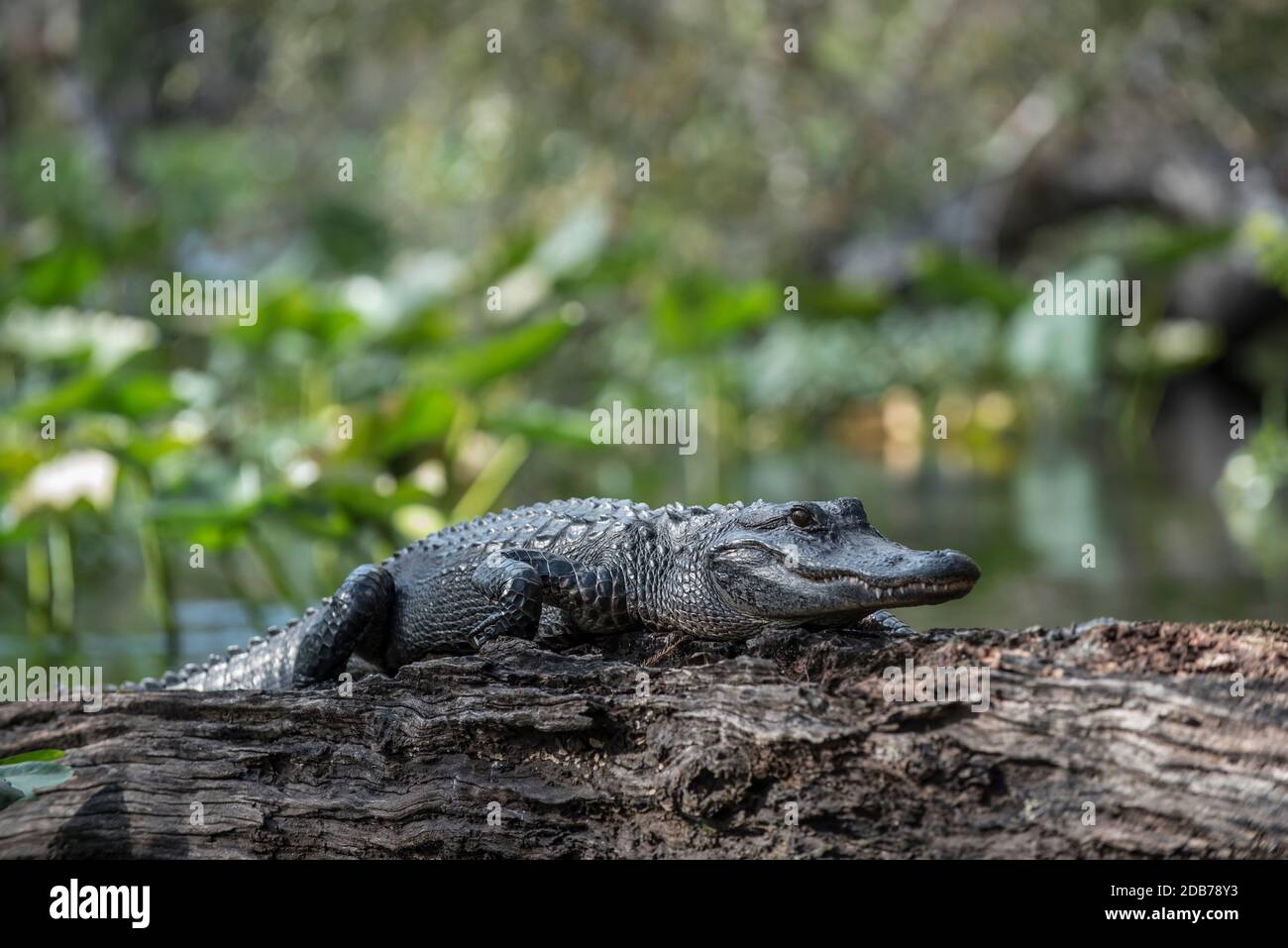 Un alligator sur la rivière Wekiva dans le parc régional de Wekiwa Springs. Banque D'Images