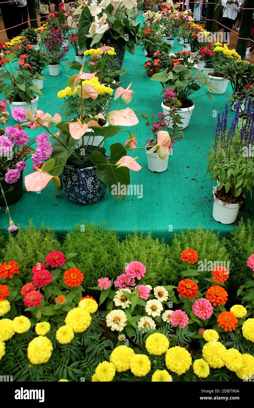 Plantes fleuries et pots au salon des fleurs dans le jardin botanique de Lalbagh, Bengaluru, Karnataka, Inde, Asie Banque D'Images