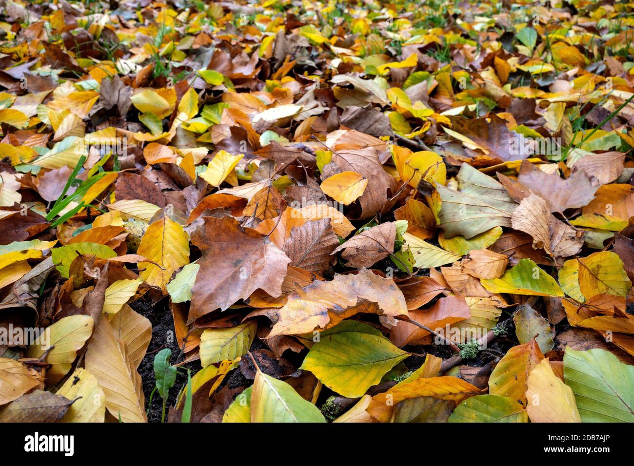 feuilles d'automne humides sur la prairie Banque D'Images