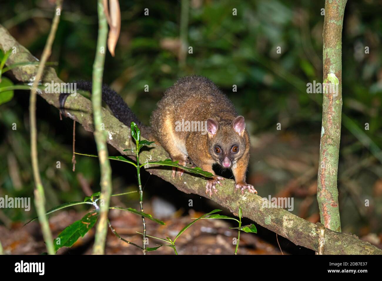 Common Brushtail Possum Trichosurus vulpecula Curtain Fig National Park, Queensland, Australie 5 novembre 2019 Adulte Phalangeridae Banque D'Images