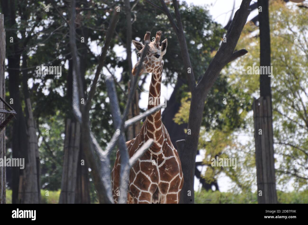 Girafe debout dans une forêt Banque D'Images