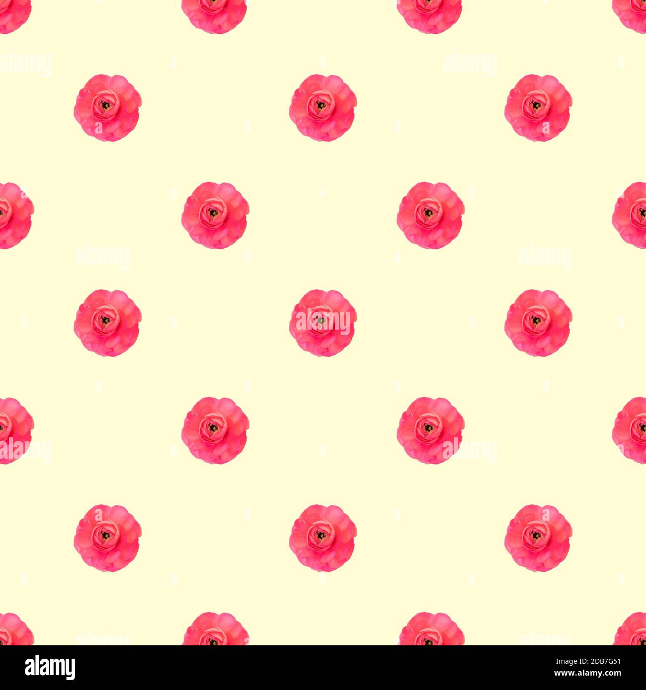 Motif sans couture rose clair perse buttercup fleurs Ranunculus vue du dessus Banque D'Images
