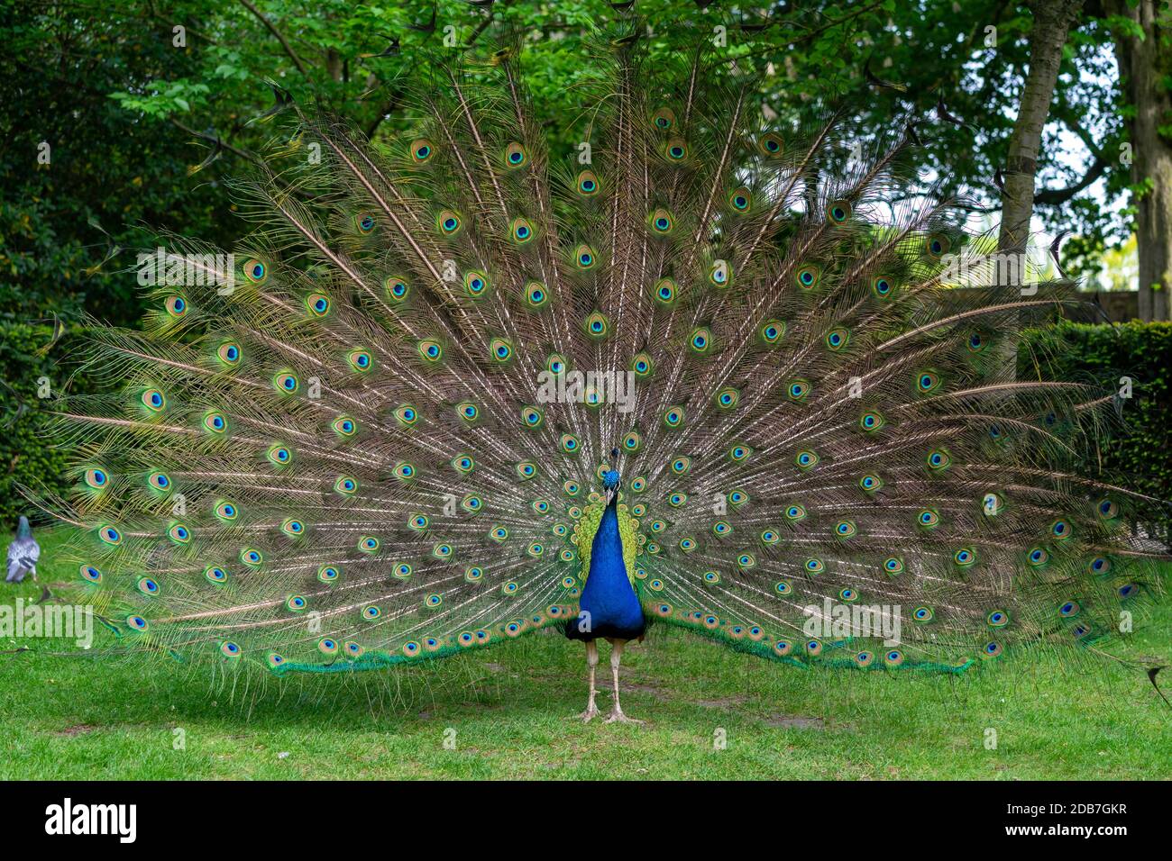 Peacock dans Holland Park Londres Banque D'Images