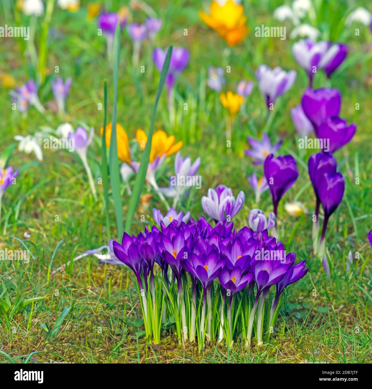 Florissant pré de printemps avec diverses fleurs de crocus Banque D'Images