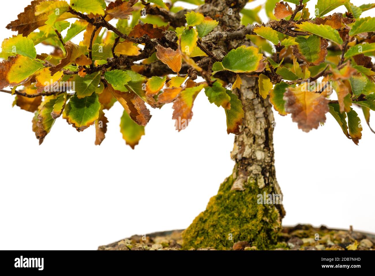 Elm bonsai avec coloration d'automne et mousse à l'écorce Banque D'Images