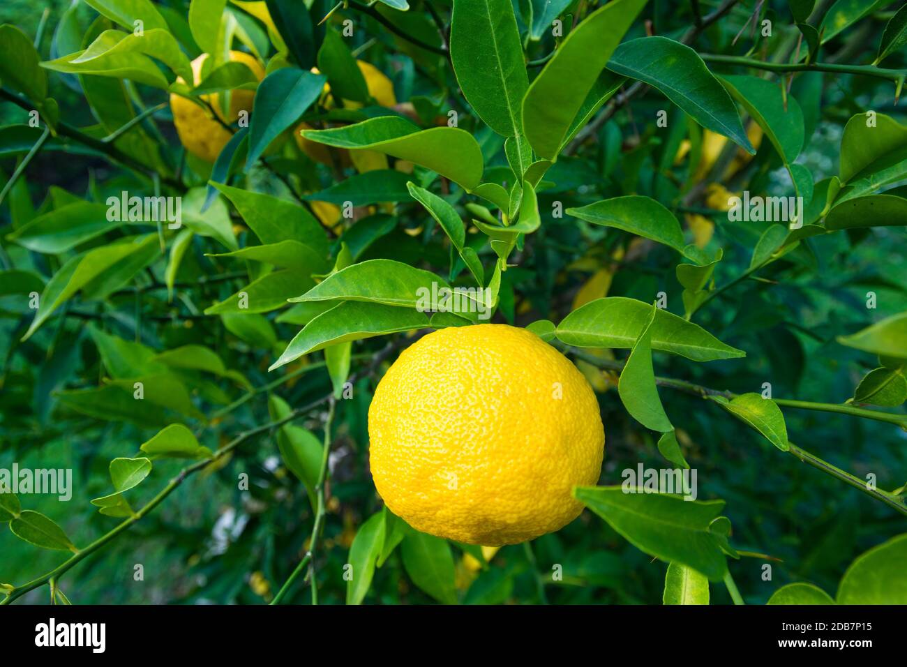 Fruits yuzu mûrs jaunes gros plan sur l'arbre Banque D'Images