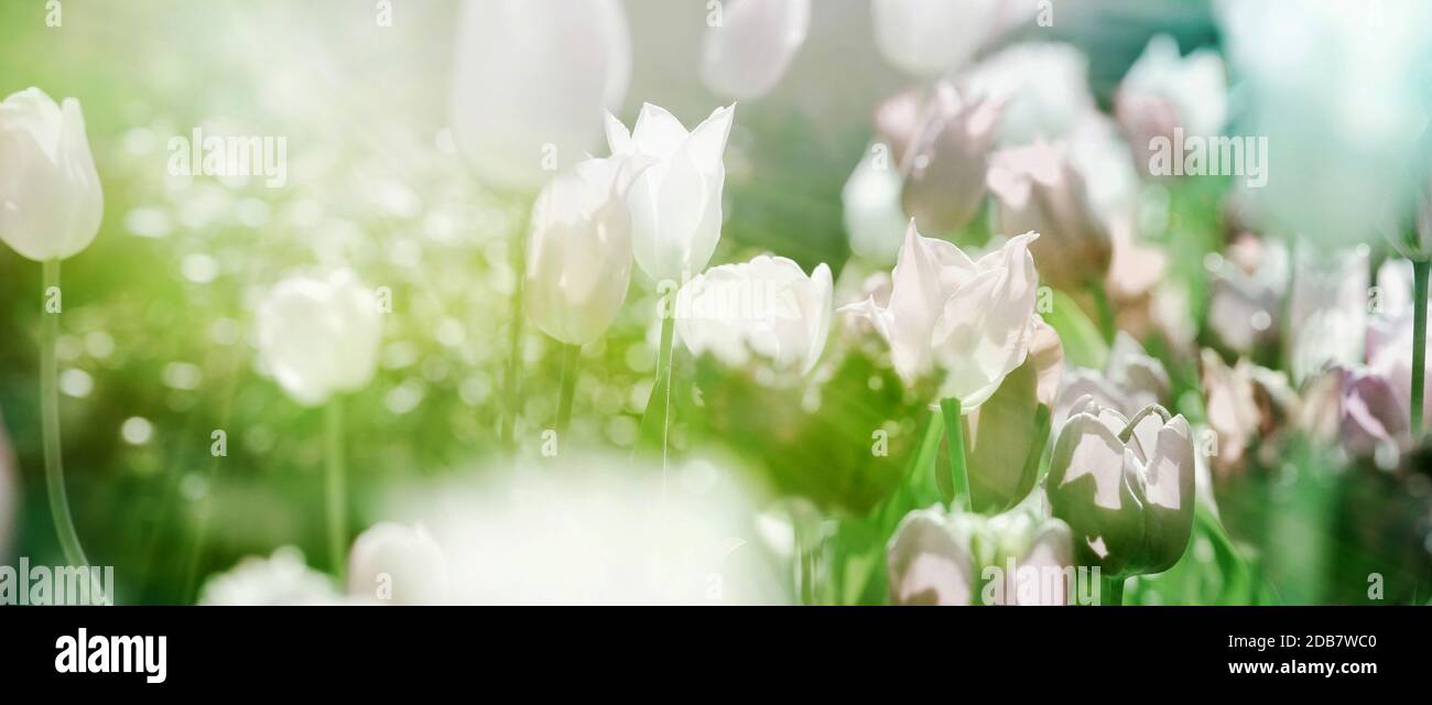 Champ de tulipes blanc pastel, rose clair et violet dans la lumière chaude du soleil de printemps. Vue panoramique en gros plan. Nature, fleur, beauté, deuil, carte, concept. Banque D'Images