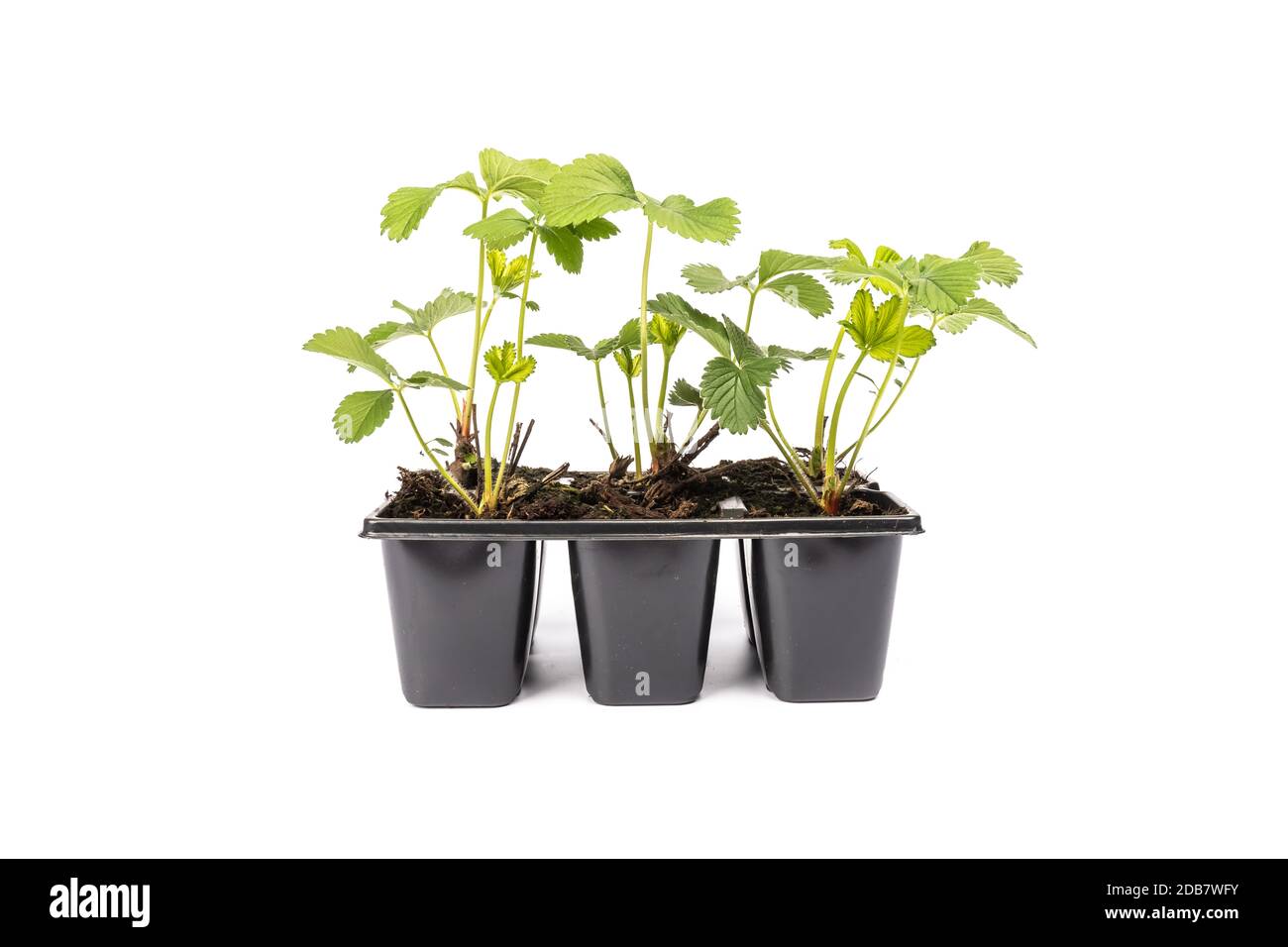 jeunes plants de fraises en pots sur fond blanc en studio Banque D'Images