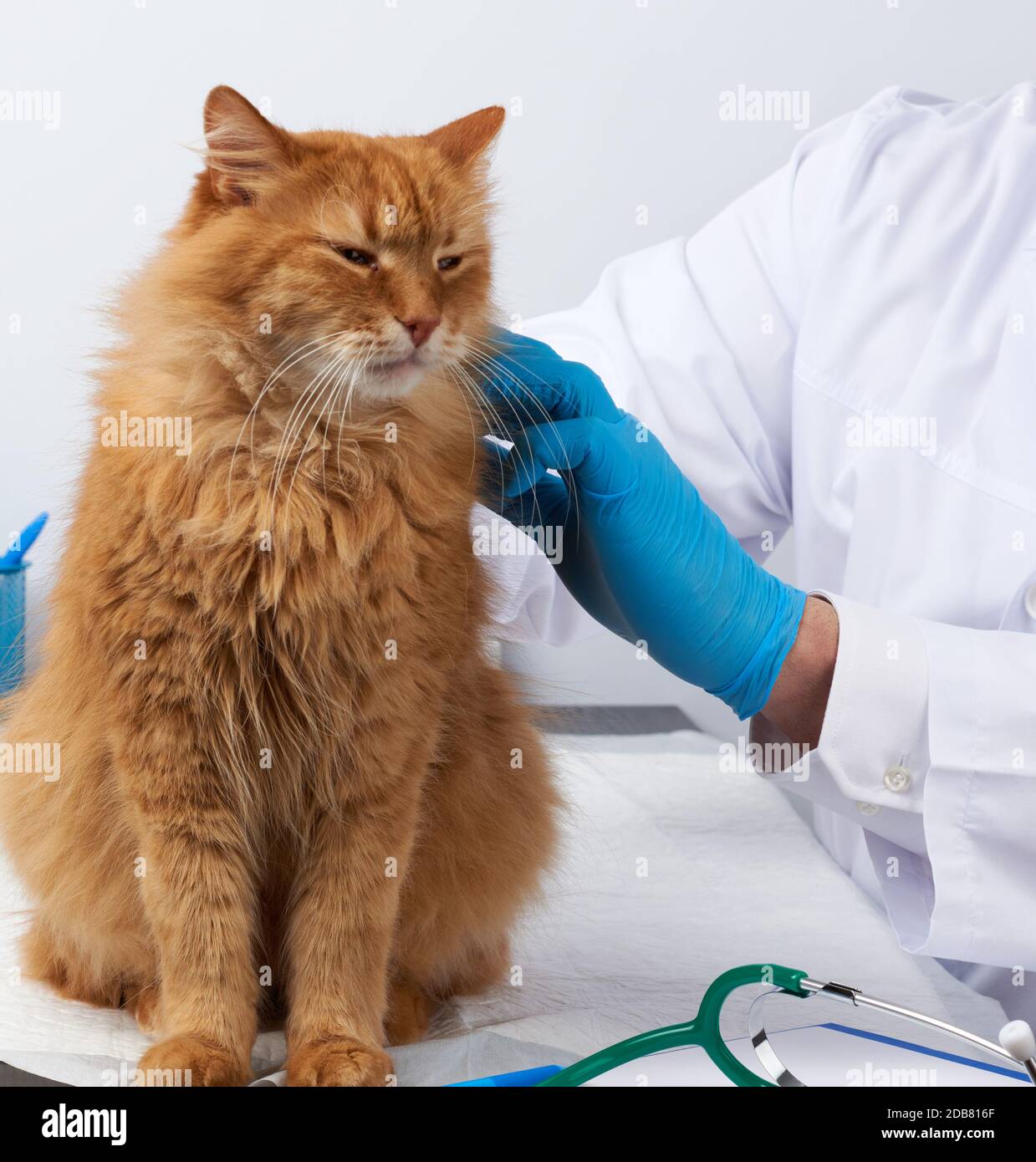 le médecin de l'efp dans un manteau médical blanc est assis à une table et examine un chat rouge doux adulte, un lieu de travail vétérinaire, un fond blanc Banque D'Images