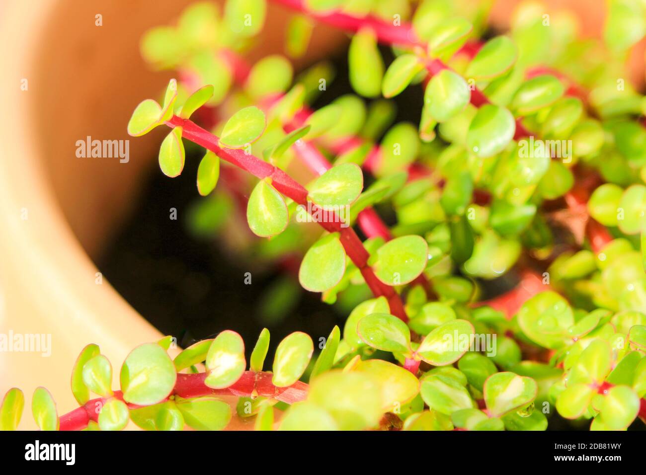 Belle Portulacaria Afra, Éléphant arbustes sous le soleil Banque D'Images