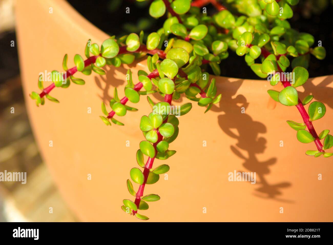 Belle Portulacaria Afra, Éléphant arbustes sous le soleil Banque D'Images