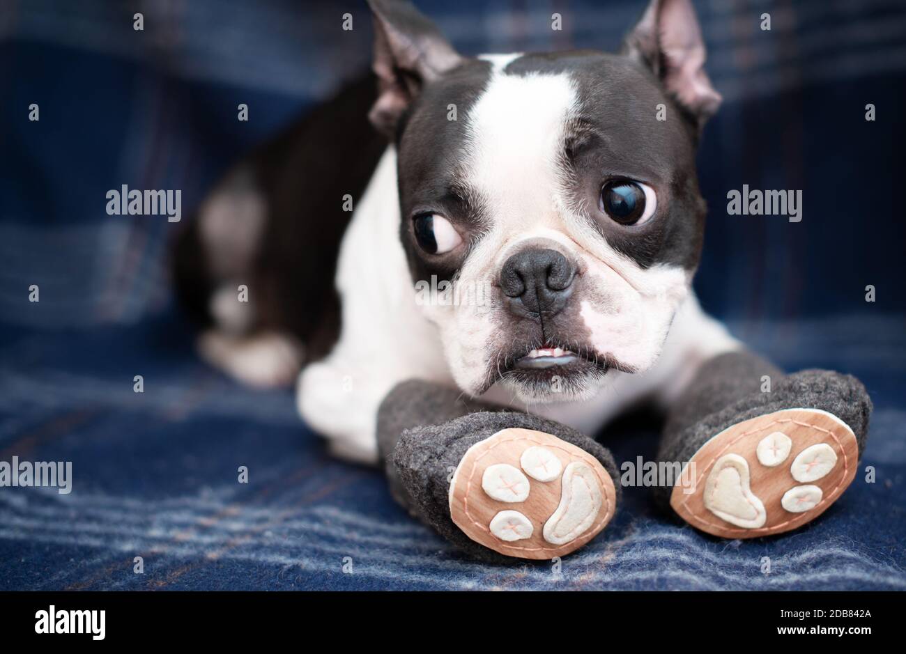 Chien Drole Et Serieux Boston Terrier Dans Des Bottes Douillettes Chaudes Faites A La Main Sur Le Canape A La Maison Aller A Pied C Est Froid Dehors Copier L Espace Photo Stock