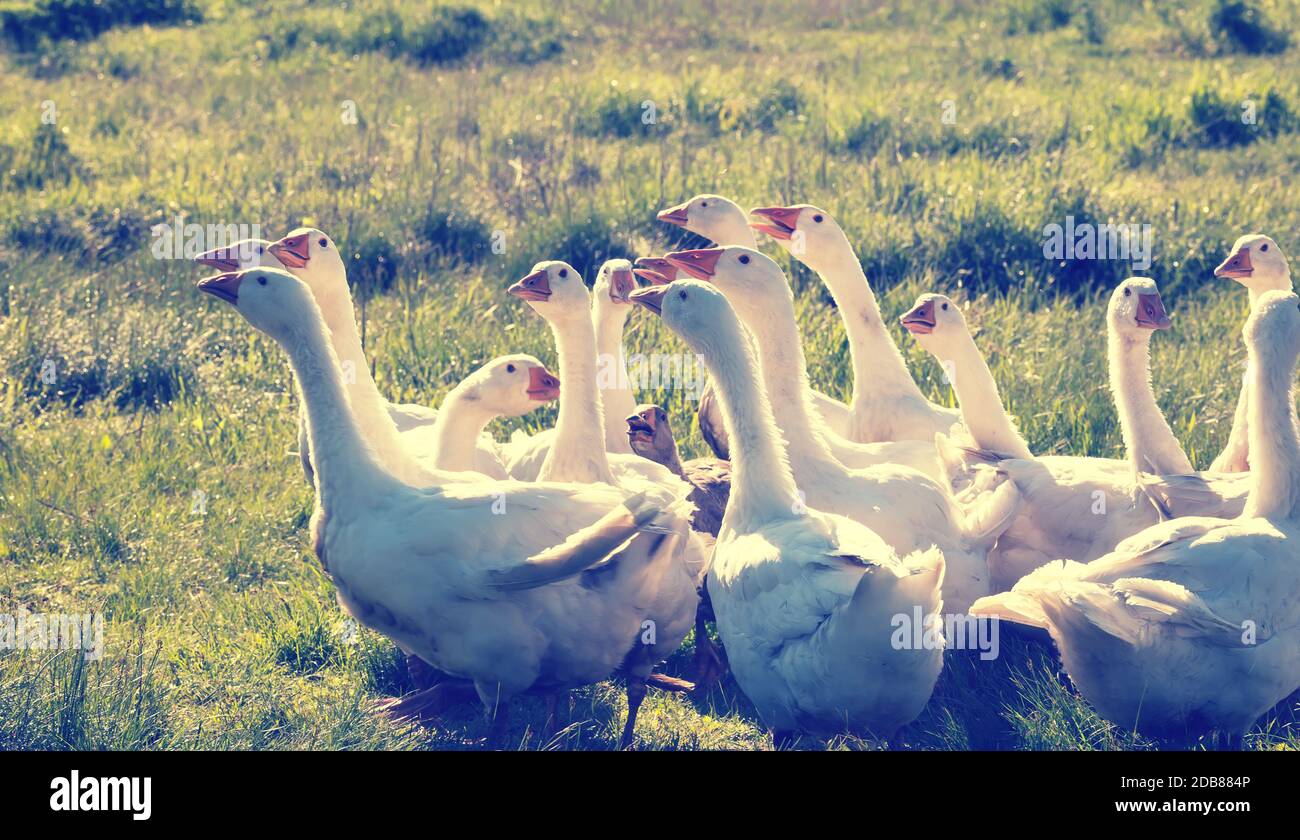 Un troupeau d'oies sur un fond d'herbe verte. Tonifiant. Banque D'Images