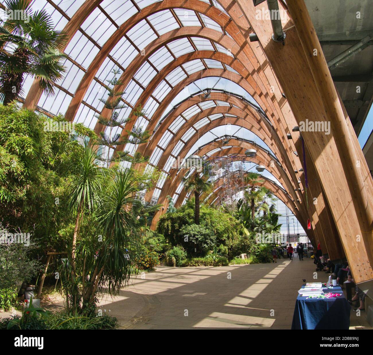 Intérieur des jardins d'hiver de Sheffield avec très grand cadre en bois voûté joints par des tiges de métal plantes sièges tables Banque D'Images