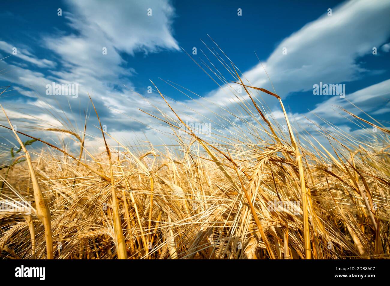 Oreilles dorées de blé contre ciel bleu nuageux Banque D'Images