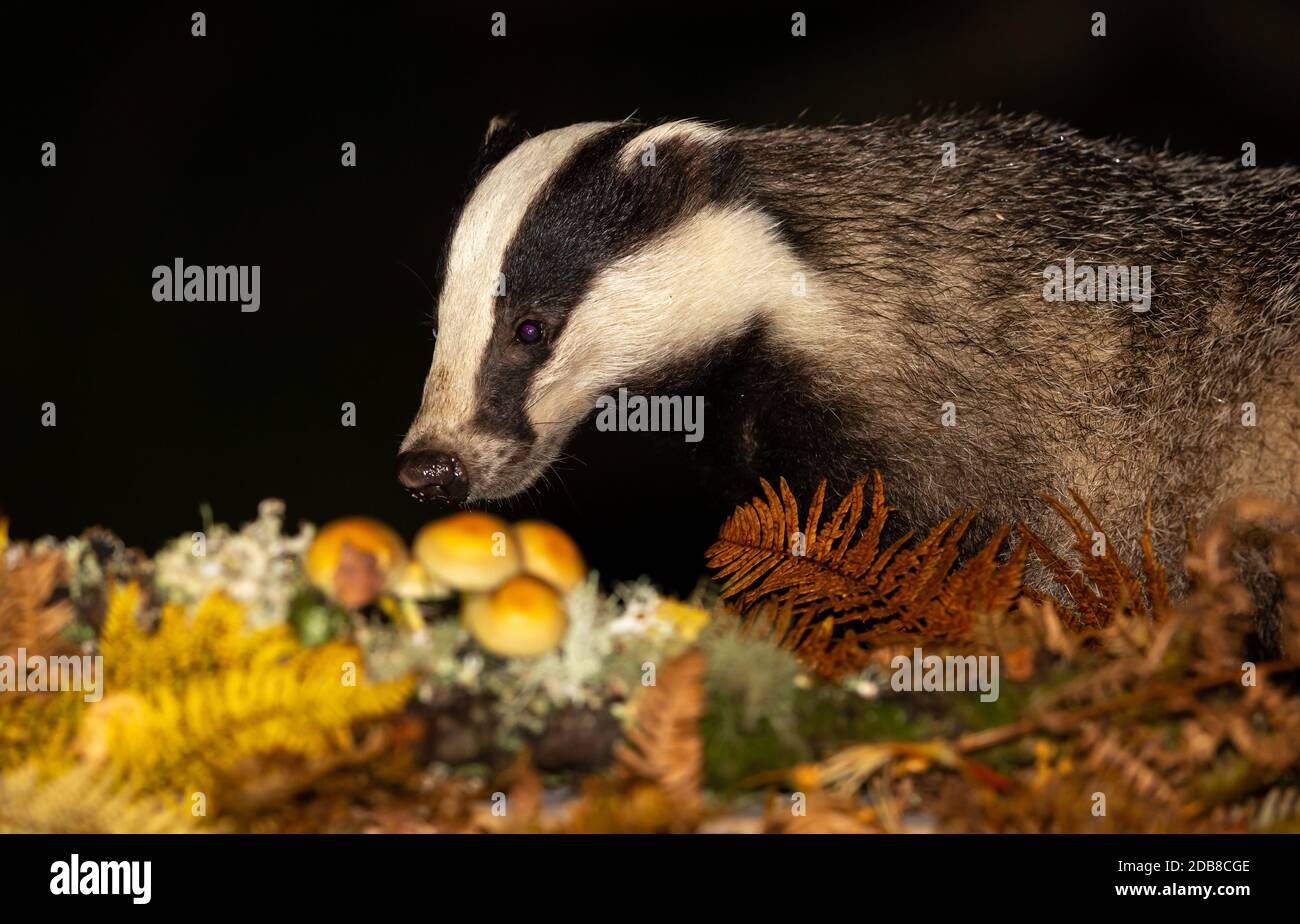 Badger (Nom scientifique: Meles Meles) gros plan d'un fourrager sauvage, indigène, eurasien dans les bois avec des tabourets et fougères dorées.nuit-temps. Paysage Banque D'Images
