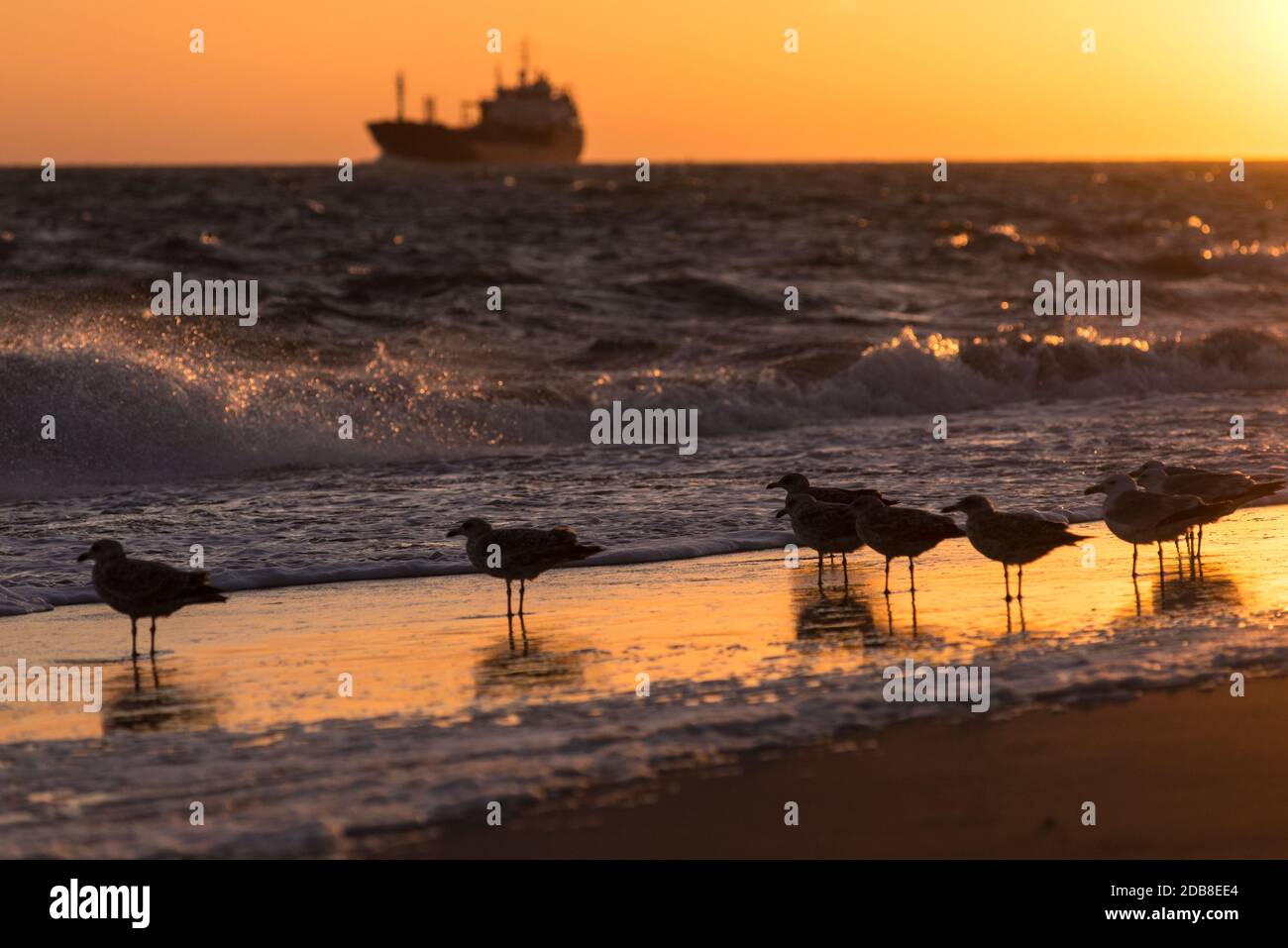 Mouettes avec cargo en arrière-plan sur la plage de Zoutelande sur la péninsule de Walcheren près de Vlissingen avant le coucher du soleil Banque D'Images