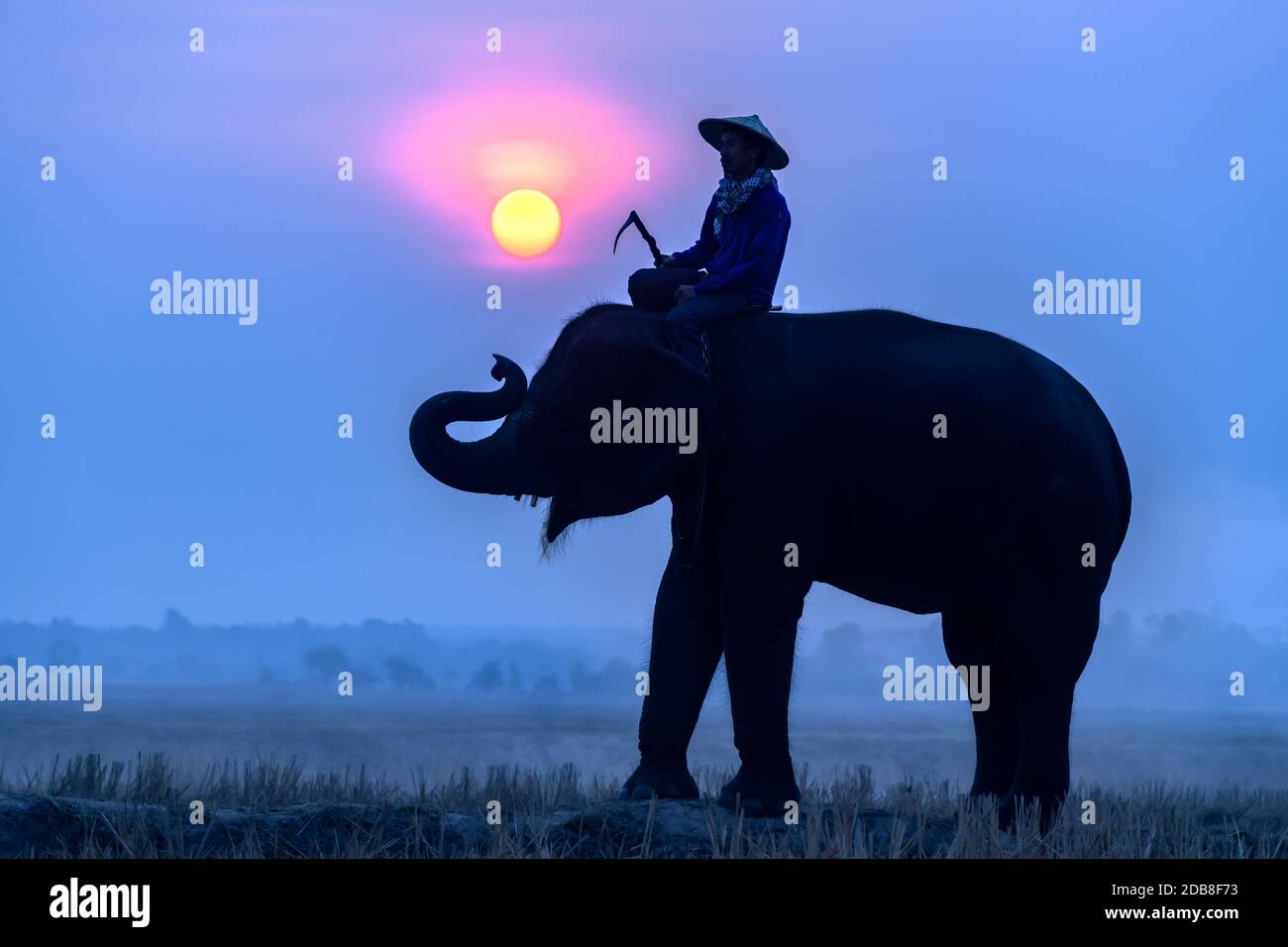 Silhouette d'un mahout sur un éléphant au lever du soleil, Surin, Thaïlande Banque D'Images