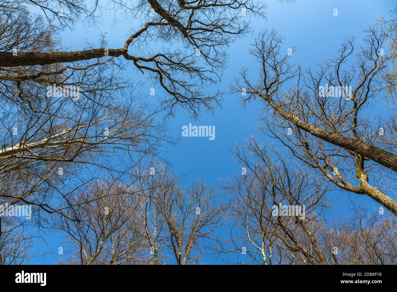 les arbres atteignent un ciel bleu au printemps Banque D'Images