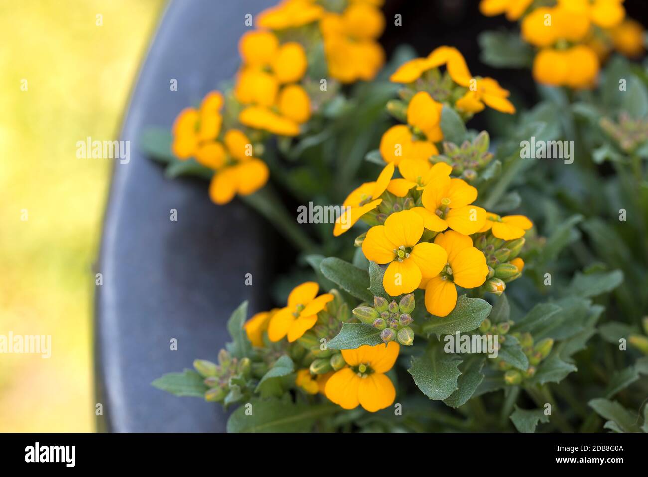 Erysimum cheiri ou wallflowers dans le jardin Banque D'Images