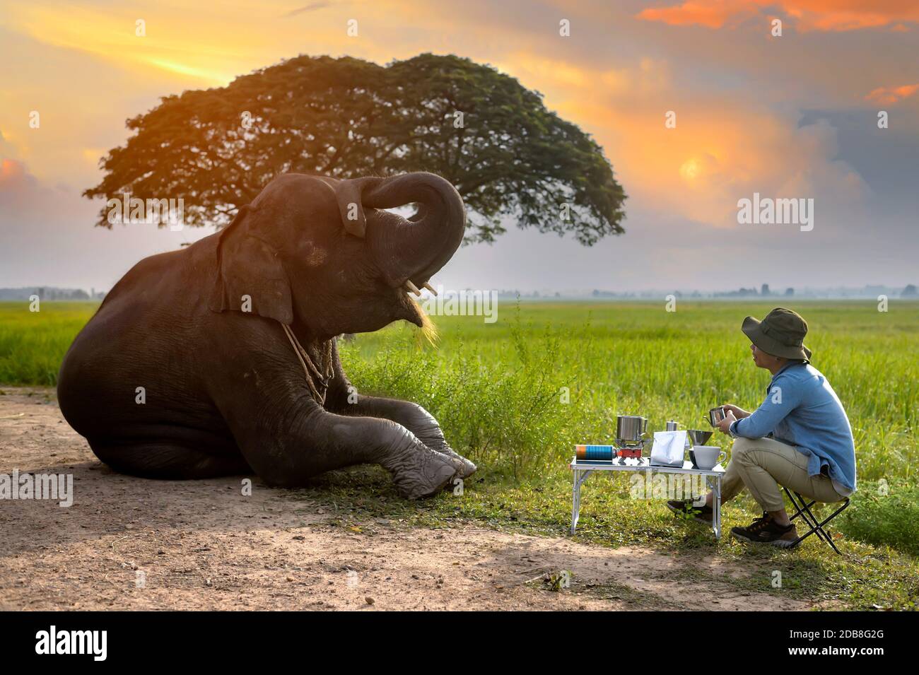 Homme buvant un café au lever du soleil avec un éléphant, Thaïlande Banque D'Images