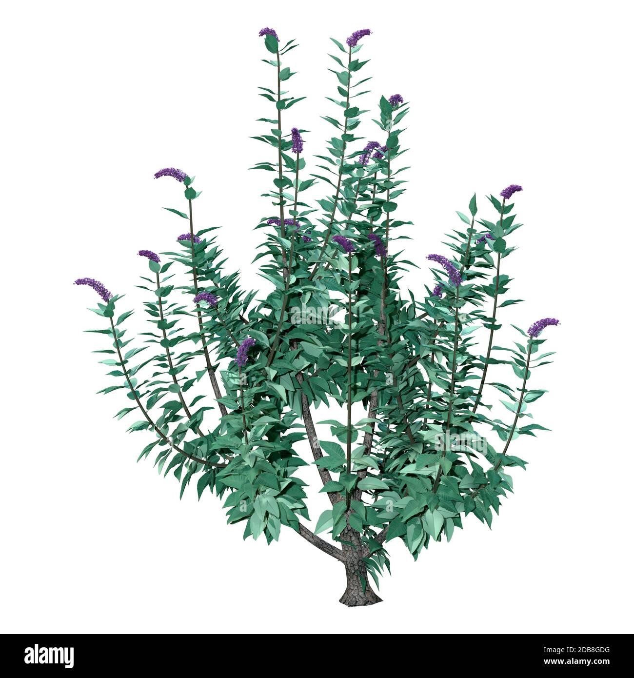 Rendu en relief d'une plante de Buddleja ou d'un buisson papillon isolé sur fond blanc Banque D'Images