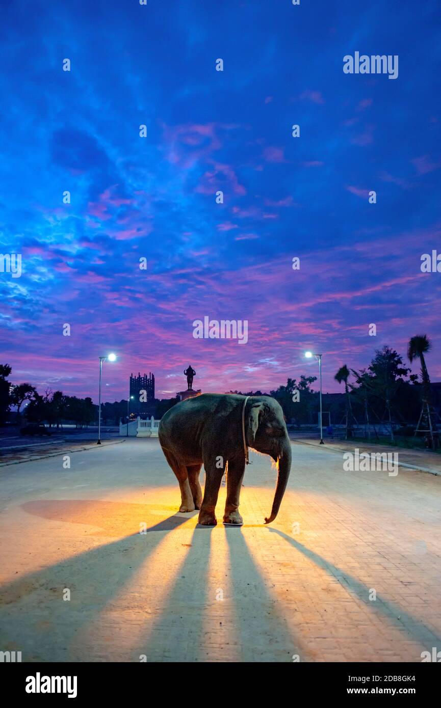 Éléphant debout dans la rue au coucher du soleil, Surin, Thaïlande Banque D'Images