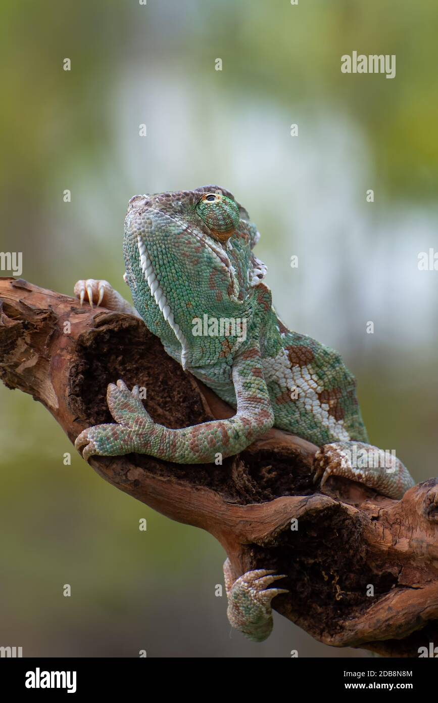 Caméléon voilé sur branche d'arbre (Chamaeleo calyptratus) Banque D'Images