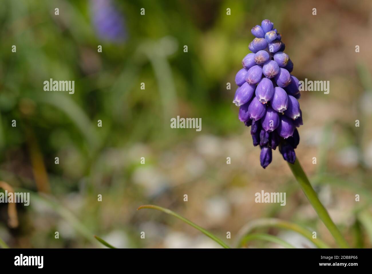 Hyacitnh raisin (Muscari) avec fleur violette, messager du printemps Photo  Stock - Alamy