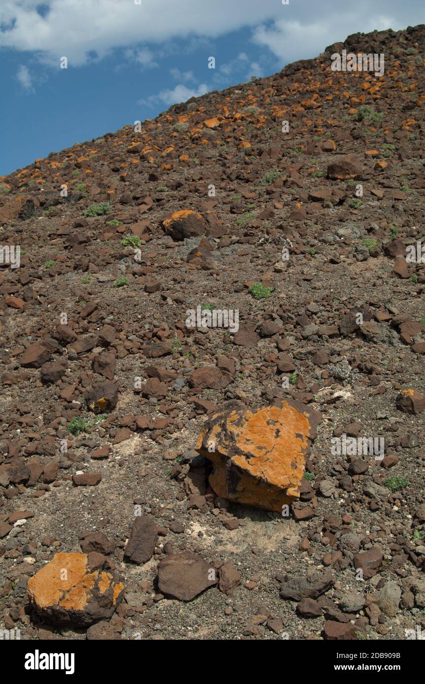 Lichens couvrant les rochers de Jandia. Fuerteventura. Îles Canaries. Espagne. Banque D'Images