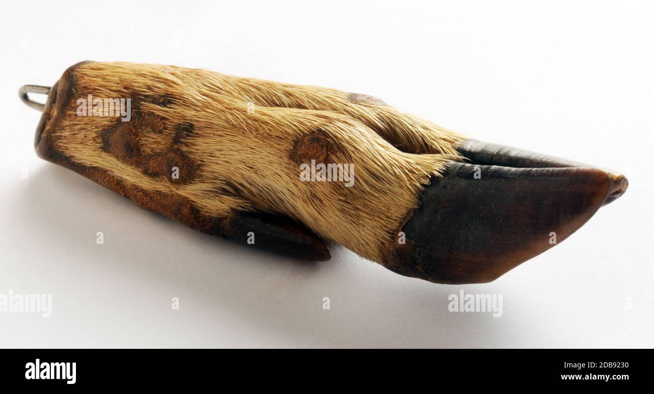 Sabot animal chanceux sur fond blanc Banque D'Images