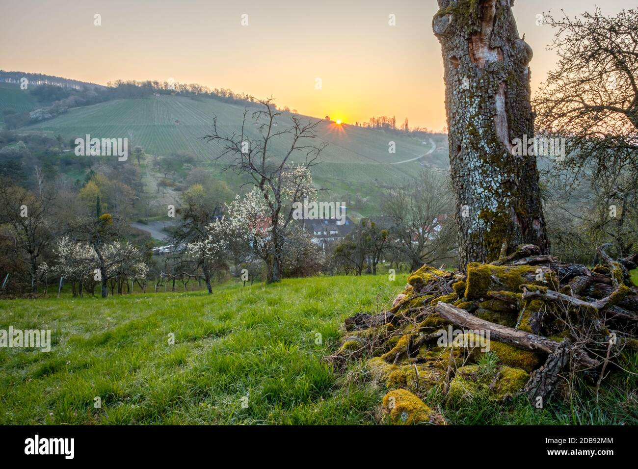 Paysage de verger avec vieux tronc mort et arbres fruitiers dedans lever du soleil Banque D'Images