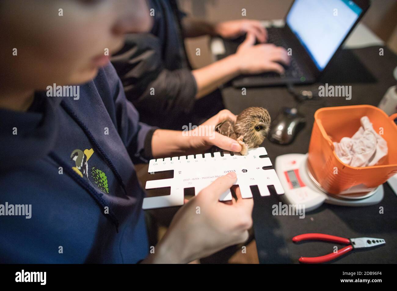 Les chercheurs tachent le pied d'un hibou du nord. Banque D'Images
