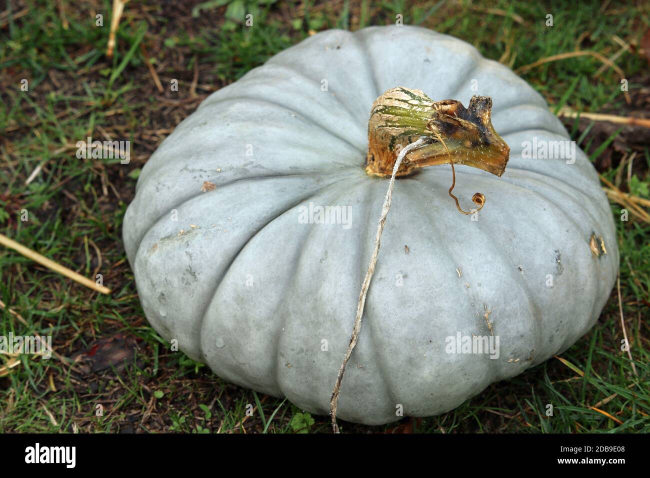 Courge de citrouille bleue du Queensland variété de Cucurbita maxima, avec herbe et feuilles en arrière-plan. Banque D'Images