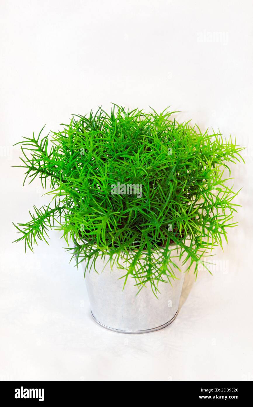 L'herbe touffue artificiel plante en pot d'argent Photo Stock - Alamy