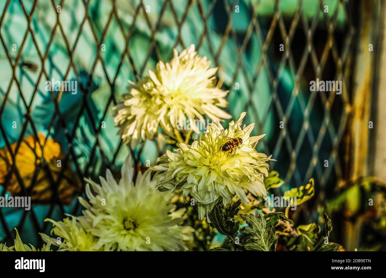 Une abeille et des fleurs blanches Banque D'Images