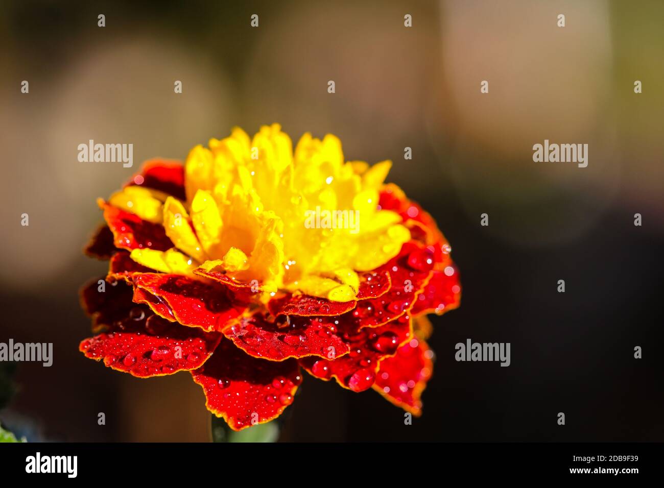 Fleur jaune rouge avec rosée du matin Banque D'Images