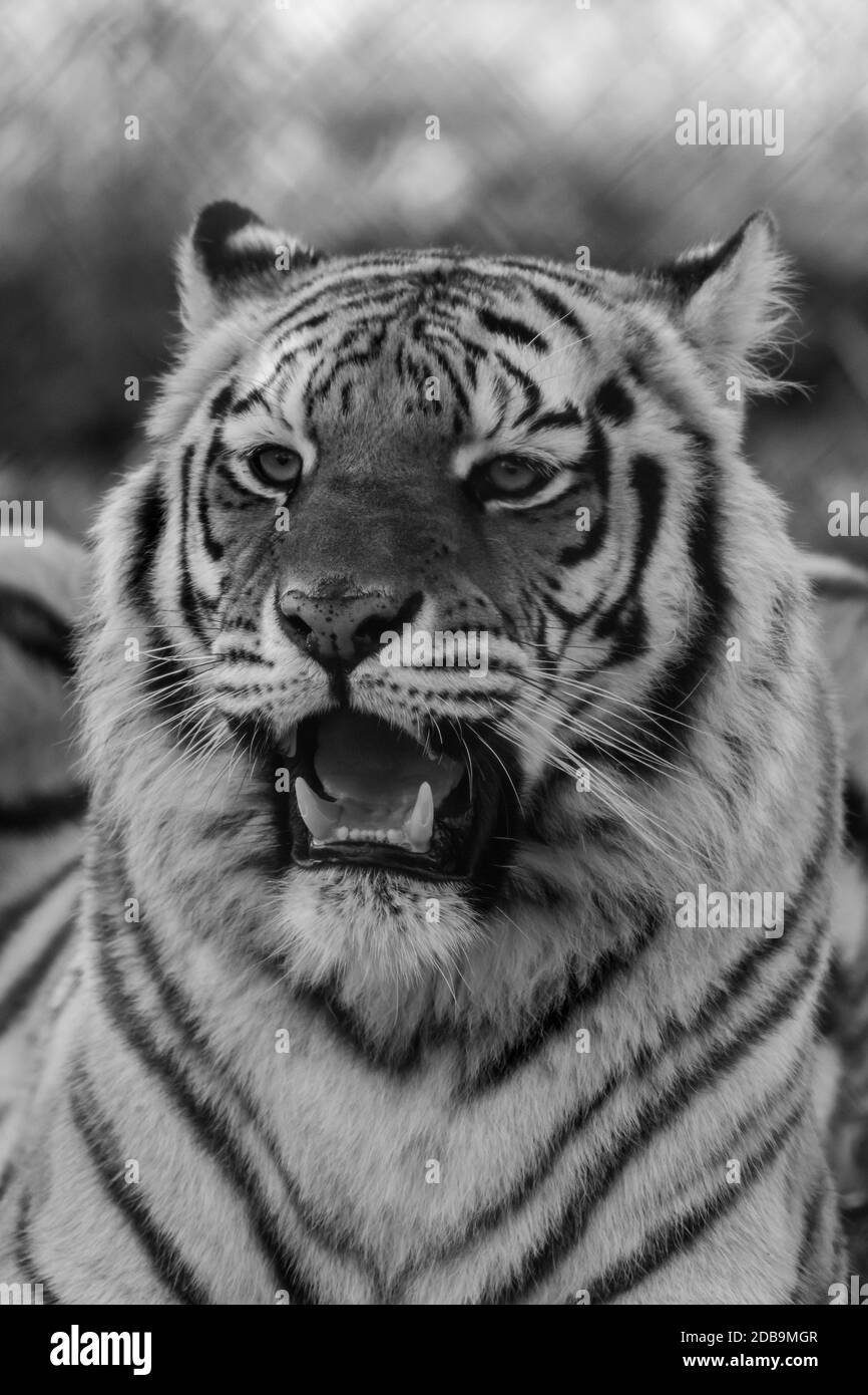 Tigre (Panthera tigris) gros plan noir et blanc avec dents ouvertes visibles En automne feuilles d'automne en arrière-plan Banque D'Images