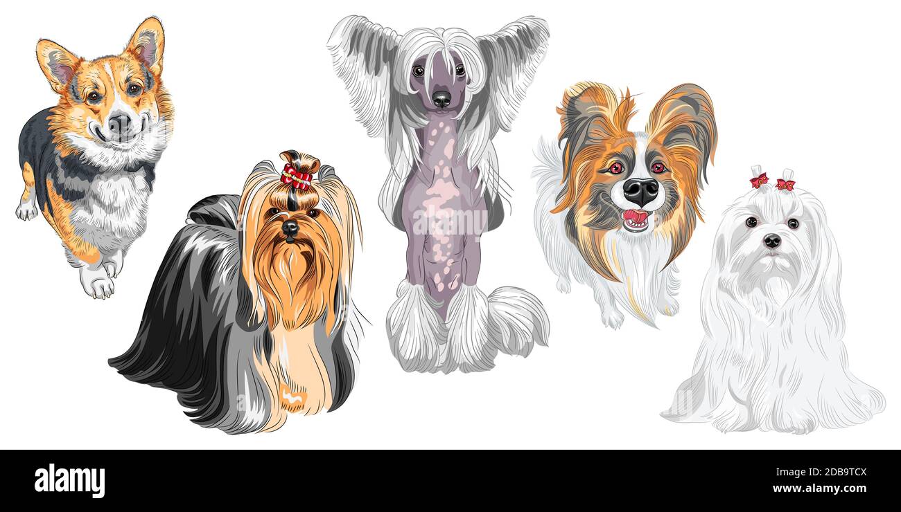 Ensemble de chiens. Maltais, chien dégoûté chinois sans cheveux, corgi gallois Pembroke, Yorkshire terrier avec exposition coiffure mignon, papillon avec de longues oreilles Banque D'Images