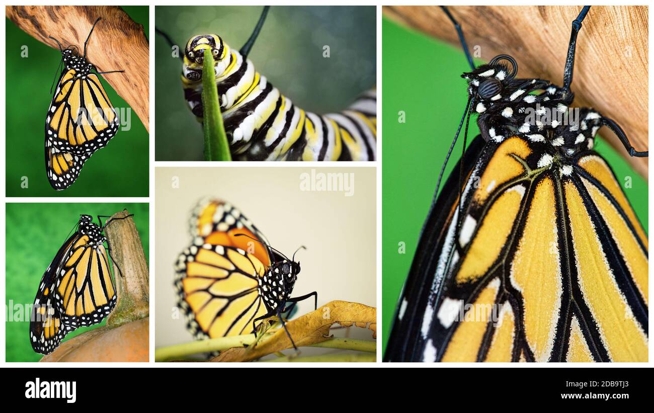 Collage de cinq images d'un papillon monarque, y compris le scène caterpillar Banque D'Images