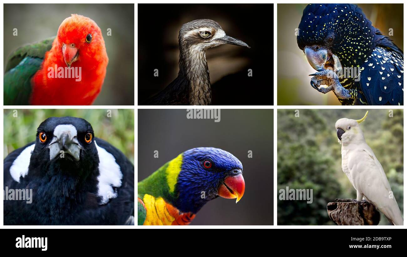 Collage de six oiseaux australiens uniques en gros plan Banque D'Images