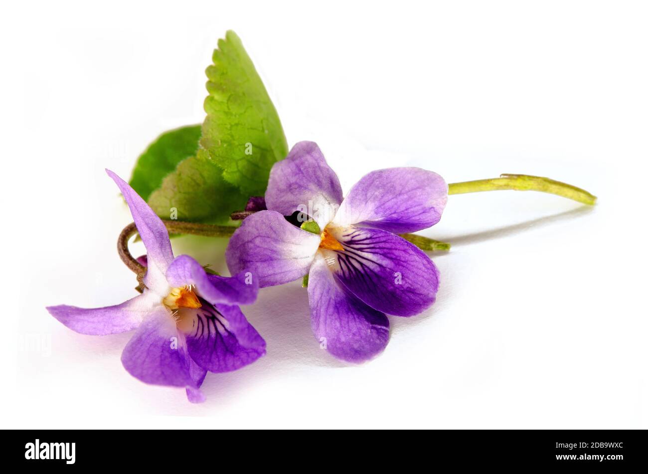 violettes parfumées au printemps Banque D'Images