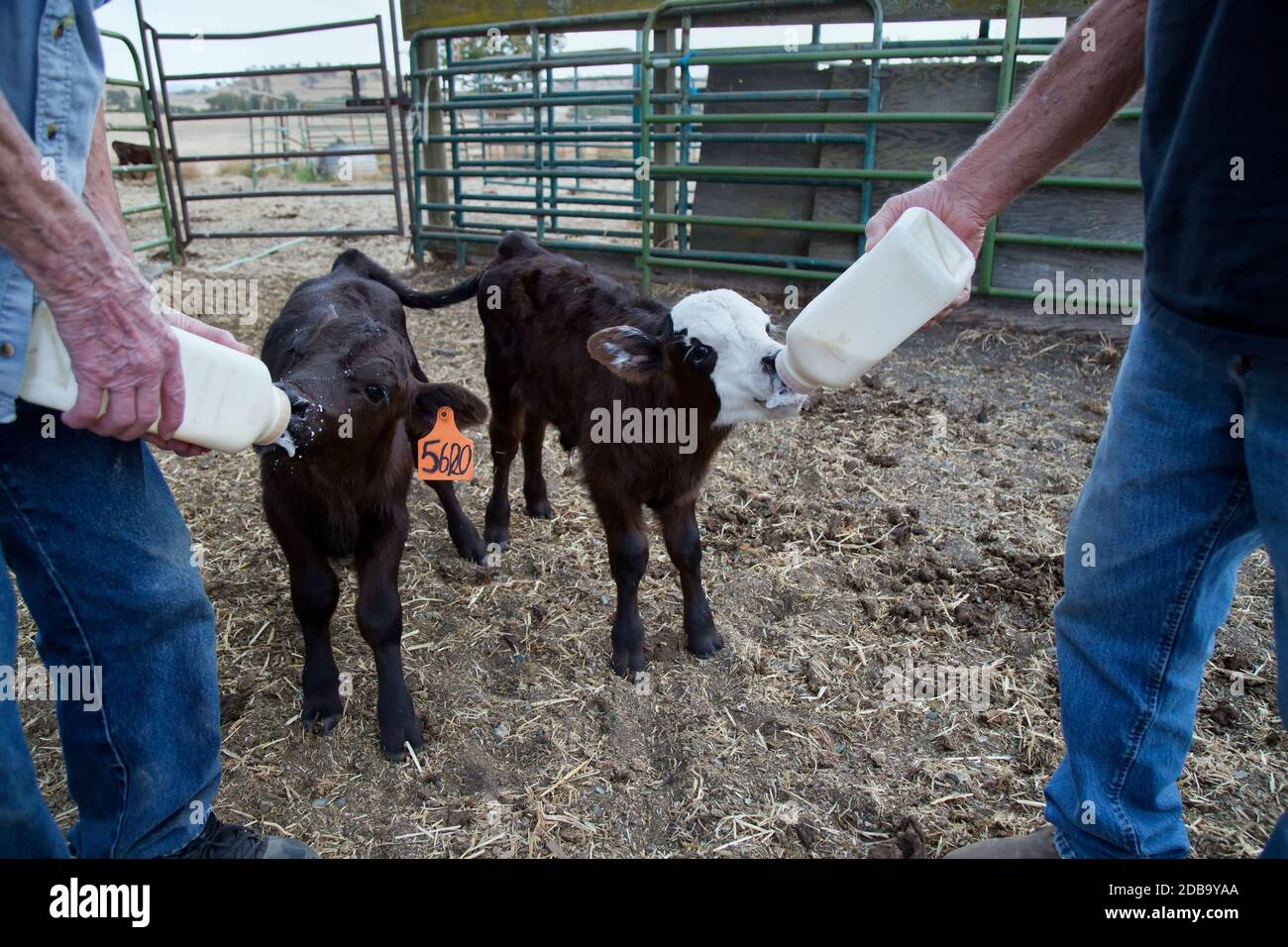 Biberon nourrissant de jeunes veaux Black Angus X à PEN, Californie. Banque D'Images